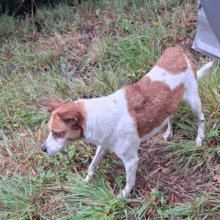 Abbandona la cagnolina vicino al canile di Monte Contessa: denunciato dalla Polizia locale
