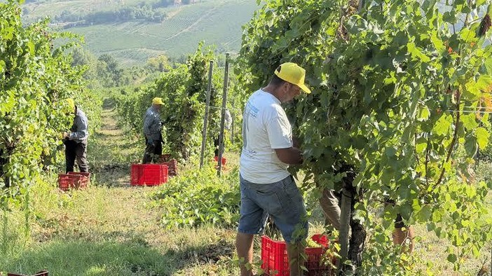 Vendemmia 2026, la Liguria sfida il caldo: la raccolta parte in anticipo, ma la qualità resta alta