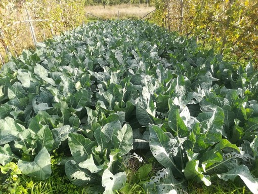 Il cavolo lavagnino, specialità genovese da salvare: l’eccellenza alimentare e nutritiva dentro un ortaggio Il cavolo lavagnino, specialità genovese da salvare: l’eccellenza alimentare e nutritiva dentro un ortaggio