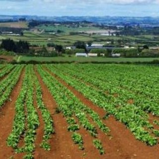 Green Deal europeo: la Commissione avvia una consultazione pubblica sulla nuova strategia UE per il suolo