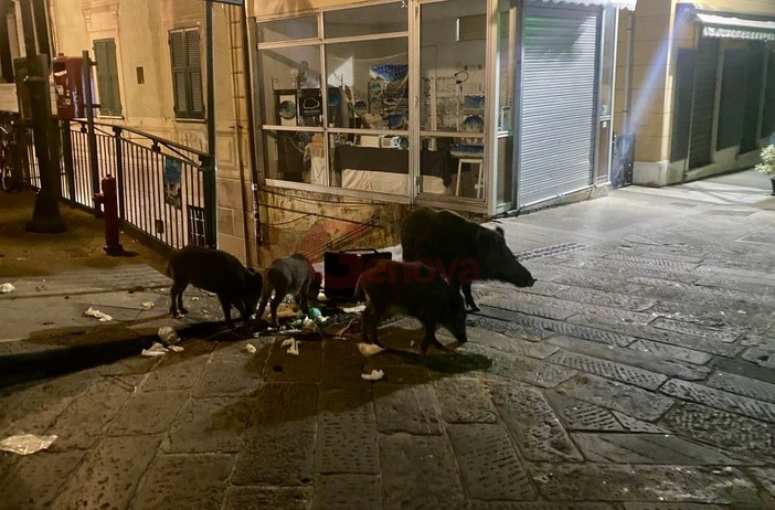 I cinghiali avvistati a Camogli I cinghiali avvistati a Camogli