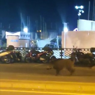Via Gramsci: un cinghiale a "passeggio" nella città deserta (VIDEO)