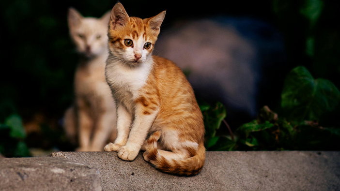“Amici di quartiere”: la campagna invernale di LNDC Animal Protection