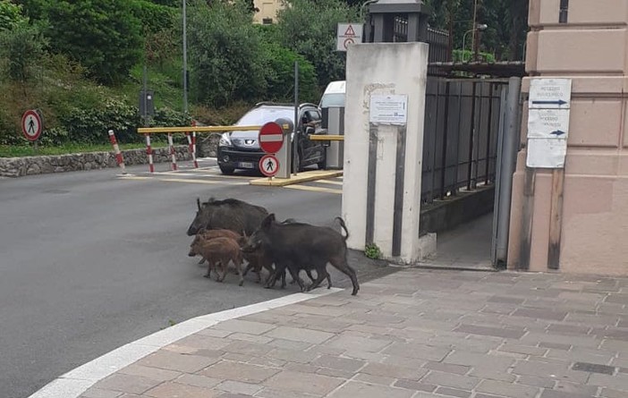 Ospedale San Martino, una famiglia di cinghiali a spasso a ridosso dell'ingresso Ospedale San Martino, una famiglia di cinghiali a spasso a ridosso dell'ingresso