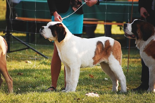 Mele, arriva una… domenica da cani