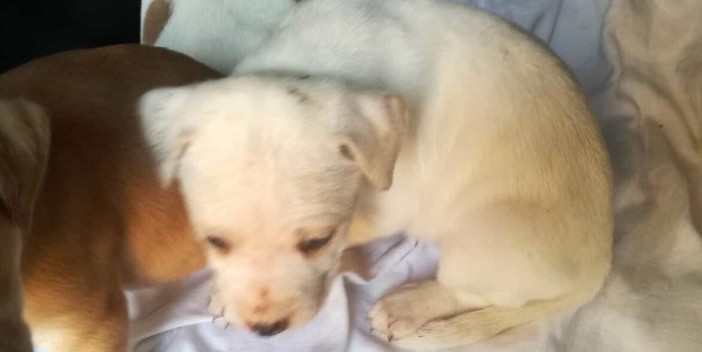 Giovani salvano tre cuccioli abbandonati in una scatola vicino al cimitero di Torbella