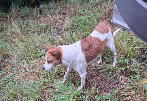 Abbandona la cagnolina vicino al canile di Monte Contessa: denunciato dalla Polizia locale