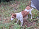 Abbandona la cagnolina vicino al canile di Monte Contessa: denunciato dalla Polizia locale Abbandona la cagnolina vicino al canile di Monte Contessa: denunciato dalla Polizia locale