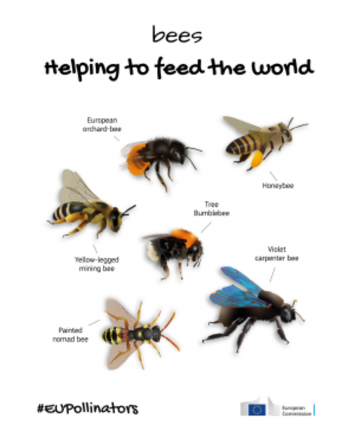 Biodiversità: la Commissione inaugura Pollinator Park