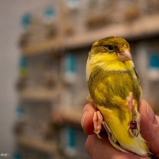 Sono genovesi i canarini più belli del mondo. Intervista "cinguettante" all'allevatore dei campioni