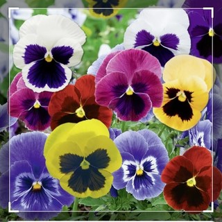 Nozze d'oro ed oltre a Cogorno anche ai tempi del Covid