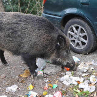 Peste Suina: registrati a Mignanego altri due casi di cinghiali positivi al virus