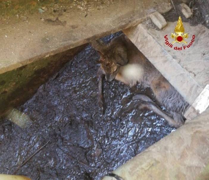 Capriolo incastrato in villa Renzo Piano: morto poco dopo i soccorsi