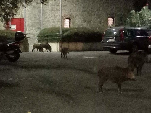 Cinghiali: a spasso nel parcheggio dell'Ospedale San Martino