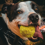 Il pitbull nella società di oggi: due serate per conoscere, comprendere e superare i pregiudizi Il pitbull nella società di oggi: due serate per conoscere, comprendere e superare i pregiudizi