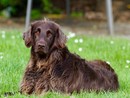 Tutela degli animali, il consigliere Mascia (FI) propone la figura del Garante e la riforma del regolamento comunale Tutela degli animali, il consigliere Mascia (FI) propone la figura del Garante e la riforma del regolamento comunale