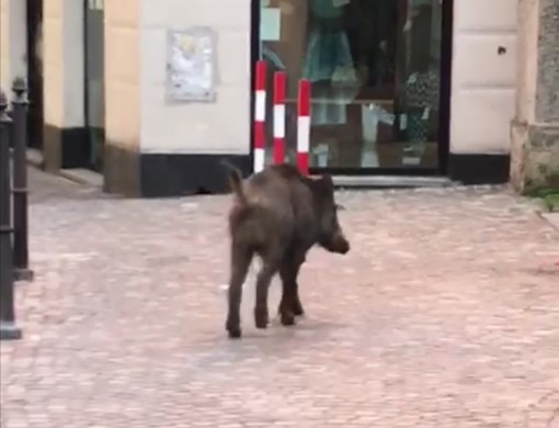 Coronavirus, Nervi: un cinghiale 'a passeggio' in pieno giorno (VIDEO)