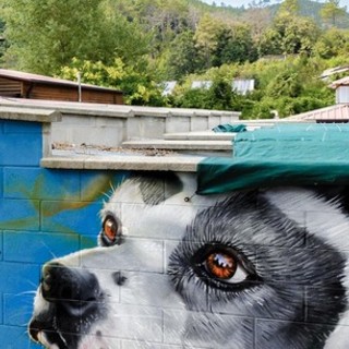 Canile di Monte Contessa saturo, 145 cani e 66 gatti nella struttura: “Molti animali non possono stare insieme”