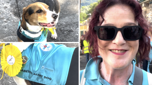 Cierzo, il beagle di 4 anni che salva la vita alla padrona con crisi ipoglicemiche (Video) Cierzo, il beagle di 4 anni che salva la vita alla padrona con crisi ipoglicemiche (Video)