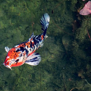 Cremonafiere ospiterà 'italian koi expo 2022'