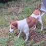 Abbandona la cagnolina vicino al canile di Monte Contessa: denunciato dalla Polizia locale Abbandona la cagnolina vicino al canile di Monte Contessa: denunciato dalla Polizia locale