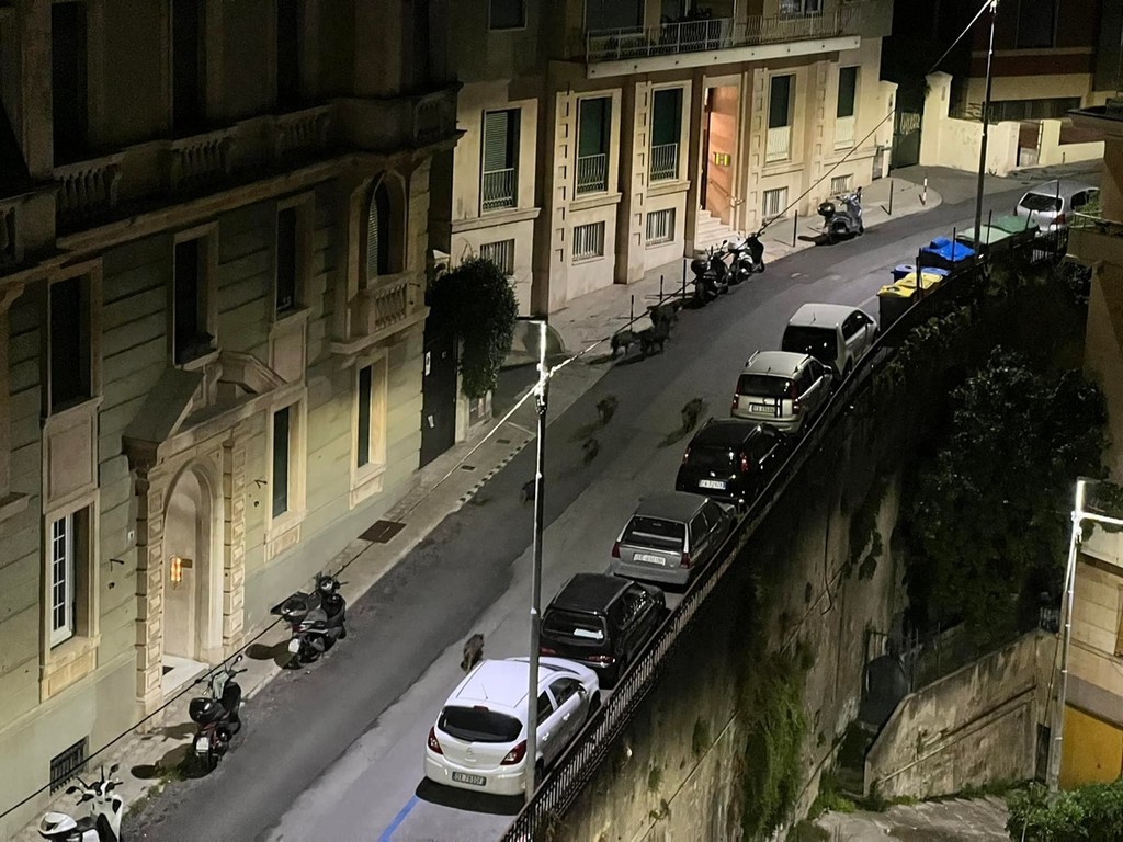 Castelletto, un gruppo di cinghiali banchetta dai bidoni dellumido -  Lavocedigenova.it