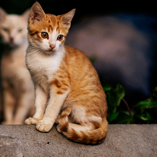 “Amici di quartiere”: la campagna invernale di LNDC Animal Protection