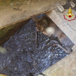 Capriolo incastrato in villa Renzo Piano: morto poco dopo i soccorsi