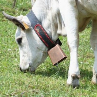 Allevamento: ok all’impegno di 200 mila euro per ara Piemonte per l’attività di selezione e controlli funzionali del bestiame ligure