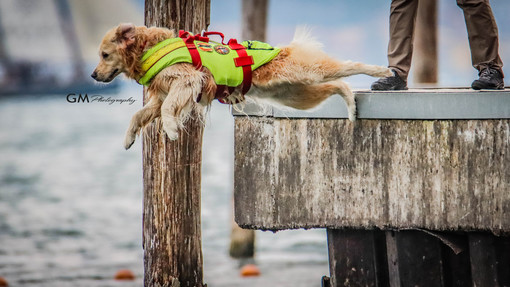 Gabriele Mansi, il fotografo dei cani da salvataggio: &quot;Posso scattare solo collegando gli occhi al cuore&quot;