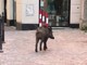 Coronavirus, Nervi: un cinghiale 'a passeggio' in pieno giorno (VIDEO) Coronavirus, Nervi: un cinghiale 'a passeggio' in pieno giorno (VIDEO)