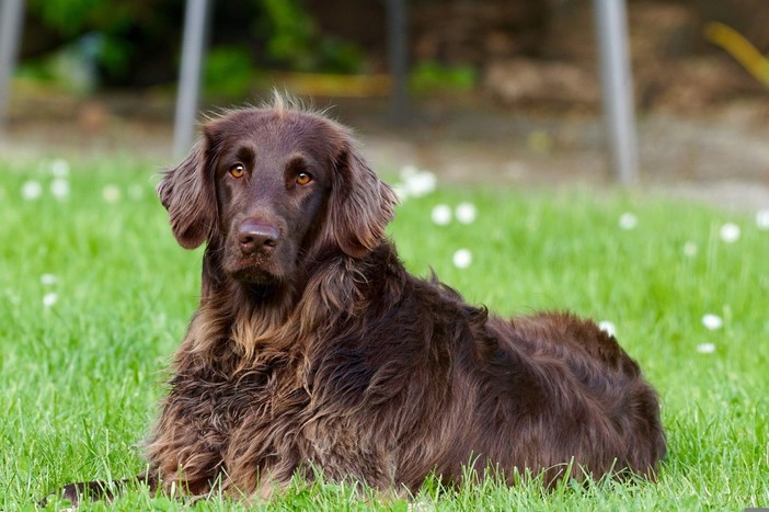 Tutela degli animali, il consigliere Mascia (FI) propone la figura del Garante e la riforma del regolamento comunale
