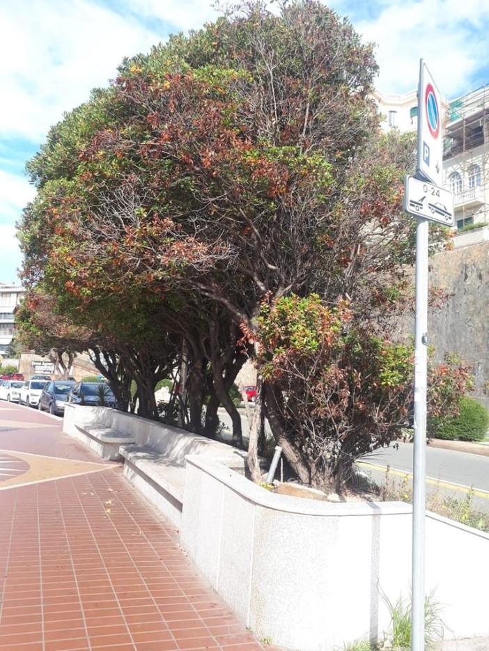 Progetto corso Italia, manca il benessere di chi va a piedi (FOTO) Progetto corso Italia, manca il benessere di chi va a piedi (FOTO)