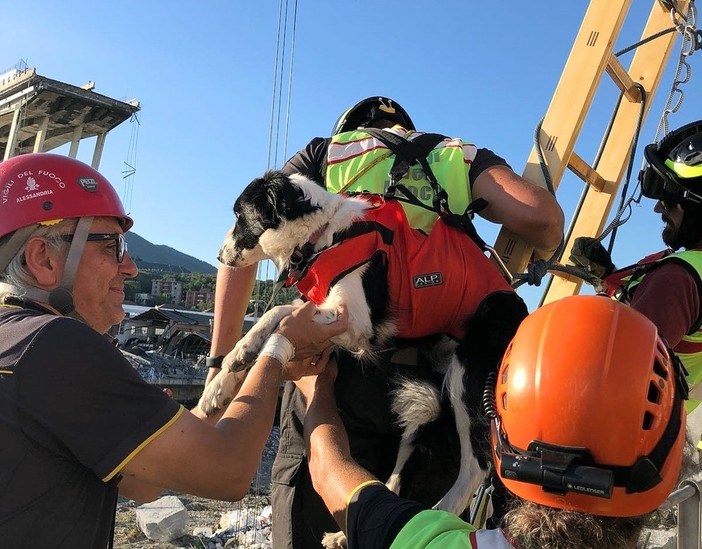 Uno dei cani specializzati nel recupero persone tra le macerie