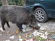 Cinghiale sbuca all'improvviso in mezzo alla strada, motociclista 35enne lo centra in pieno