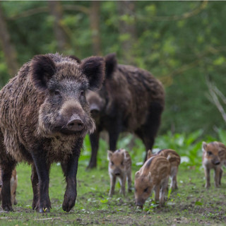 Peste suina: nuove raccomandazioni dagli esperti europei per sconfiggere il virus