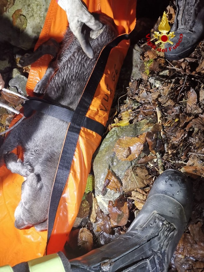 Torriglia: cane cade da muraglione, salvato dai pompieri