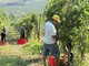 Vendemmia 2026, la Liguria sfida il caldo: la raccolta parte in anticipo, ma la qualità resta alta