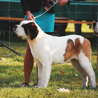 Mele, arriva una… domenica da cani