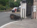 Ospedale San Martino, una famiglia di cinghiali a spasso a ridosso dell'ingresso Ospedale San Martino, una famiglia di cinghiali a spasso a ridosso dell'ingresso