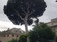 Taglio alberi in corso Magenta, mercoledì gli ambientalisti in presidio a Villa Gruber