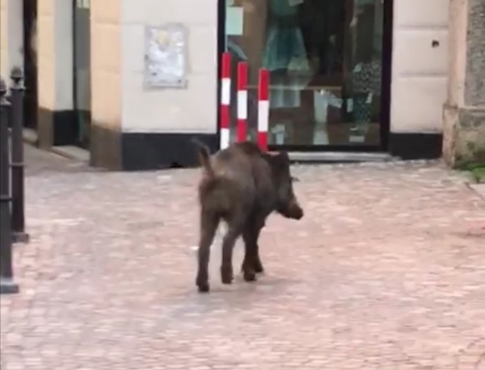 Coronavirus, Nervi: un cinghiale 'a passeggio' in pieno giorno (VIDEO)
