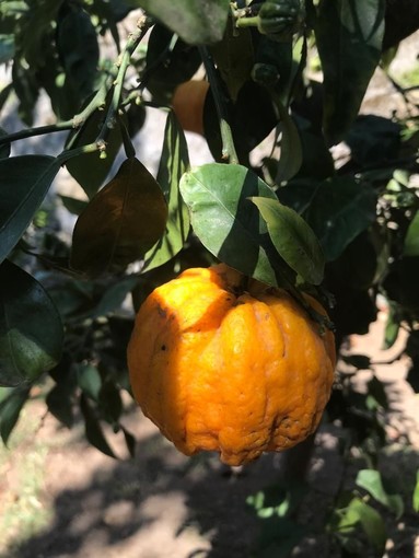 Santa Margherita Ligure: torna in Liguria, dopo quasi 200 anni, a Villa Durazzo, un albero di Citrus aurantium consolei Santa Margherita Ligure: torna in Liguria, dopo quasi 200 anni, a Villa Durazzo, un albero di Citrus aurantium consolei