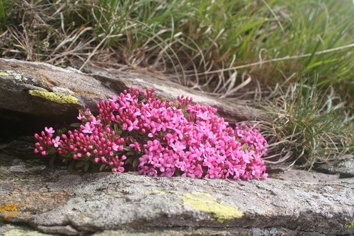 La primavera irrompe tra le fioriture del Beigua Geopark La primavera irrompe tra le fioriture del Beigua Geopark