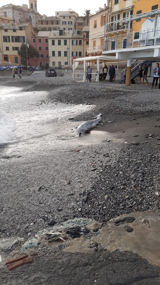 Bogliasco: delfino trovato morto sulla spiaggia Bogliasco: delfino trovato morto sulla spiaggia