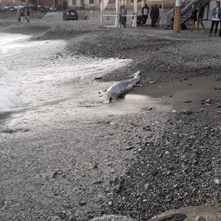Bogliasco: delfino trovato morto sulla spiaggia