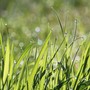 Ripristino della natura, il Comune frena sul cemento e scrive ad Anci: "Basta difendere i vecchi piani urbanistici" Ripristino della natura, il Comune frena sul cemento e scrive ad Anci: "Basta difendere i vecchi piani urbanistici"