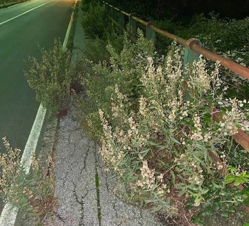 Mancati sfalci a Ponente, Aster annuncia un secondo lotto. Ma non si sa quando Mancati sfalci a Ponente, Aster annuncia un secondo lotto. Ma non si sa quando