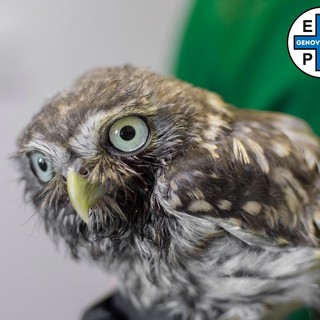 Enpa, ritornano a volare le 8 civette salvate una settimana fa Enpa, ritornano a volare le 8 civette salvate una settimana fa