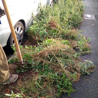 Pegli, viale Modugno ripulita dalle erbacce: grazie ai cittadini e ai lavoratori socialmente utili